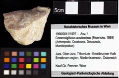 Foto (Objket + Etiketten) von Goniodromites bidentatus (Reuss, 1859) 